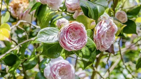 Ein blühender Kamelienstrauch mit detailreichen rosa-weißen Blüten als Symbol für die prächtigen Gärten, die auf der Rundreiseeise besucht werden.
