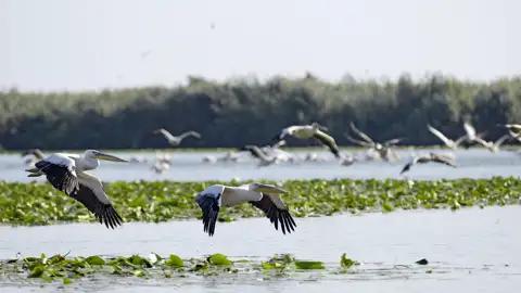 Der Pelikan ist das Symbol des Donaudeltas. Hier ist Europas bedeutendste Kolonie beheimatet: Etwa 7000 Exemplare des größten Wasser- und schwersten Flugvogels der Erde leben im größten Feuchtgebiet Europas. Auf unserer Gruppenreise durch Rumänien bewundern wir diese tollen Tiere auch.