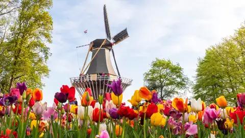 Auf unserer ventreise in die Niederlande sehen wir ein Meer aus bunten Tulpen im Keukenhof, dahinter eine klassische holländische Windmühle mit Besuchern auf der Galerie.