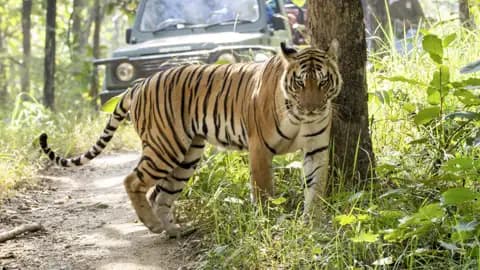 Mit etwas Glück begegnen wir auf unserer Rundreise durch Rajasthan im Ranthambore-Nationalpark einem Bengaltiger - ein wahres Highlight.