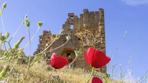 Auf unserer Rundreise mit Studiosus sehen wir wie Rote Mohnblumen vor der historischen Steinruine der Marienkirche von Hah in der Südosttürkei bei Sonnenschein blühen.