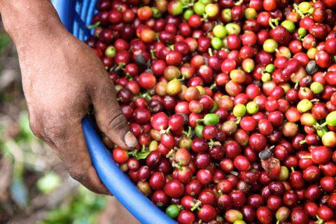 Eine Hand hält eine Schüssel mit frisch geernteten Kaffeekirschen.