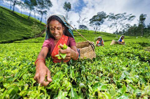 Eine Frau, die frische Teeblätter auf einer Teeplantage erntet.