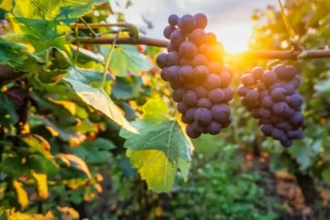 Reife Trauben hängen an einem Weinstock bei Sonnenuntergang.