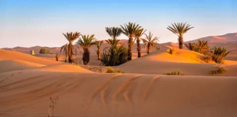 Sanddünen und Palmen in der Wüste bei Sonnenuntergang.