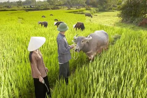 Ein weites grünes Reisfeld mit Büffeln und Bauern in Vietnam.