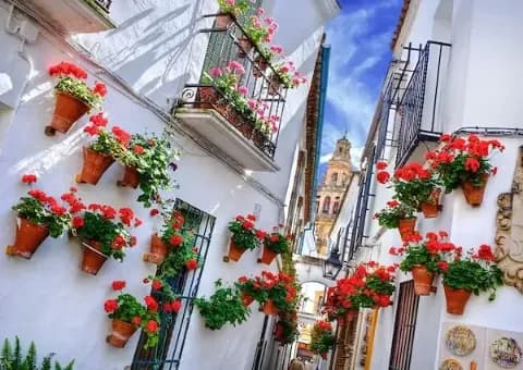 Viele rote Geranien in Terrakotta Pflanzentöpfen an einer Hauswand in einer Gasse in der andalusischen Stadt Cordoba.