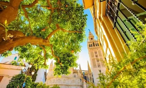Ein Orangenbaum und eine Kirche in Sevilla an einem sonnigen Tag von unten fotografiert.