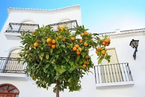 Ein Orangenbaum mit Früchten vor einem Gebäude.