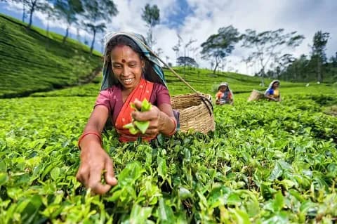 Eine Frau, die frische Teeblätter auf einer Teeplantage erntet.