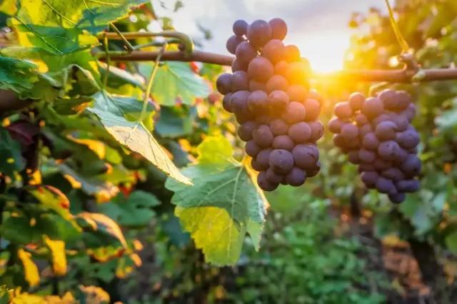 Reife Trauben hängen an einem Weinstock bei Sonnenuntergang.