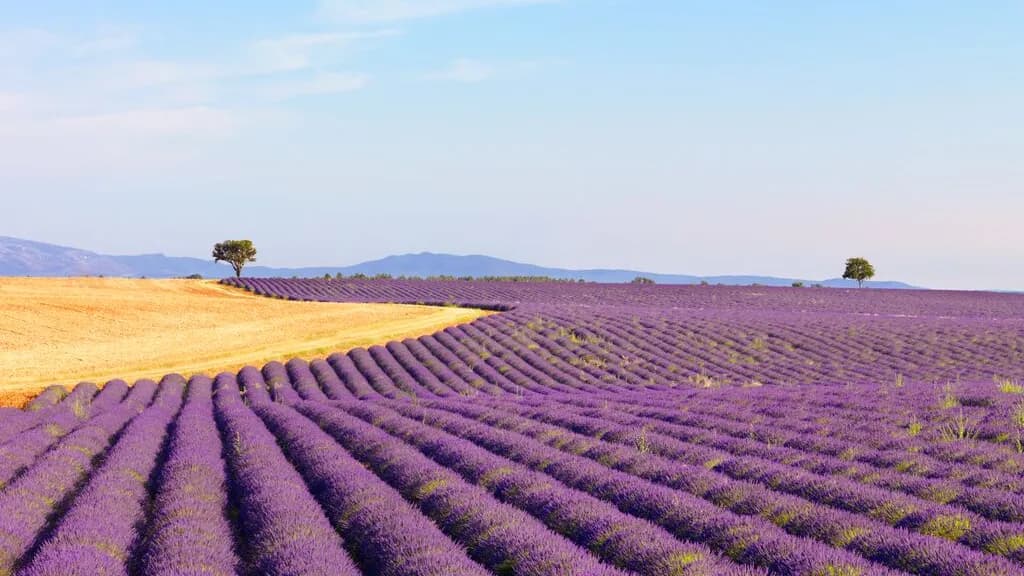 Mobile header background