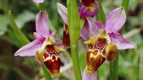 Auf unserer Gruppenreise von Studiosus erblicken wir die Hummel-Ragwurz-Orchidee, ein botanisches Highlightl dieser Reise, das die beeindruckende lokale Flora und die Vielfalt der heimischen Orchideen zeigt.