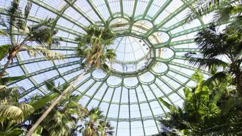 Auf unserer Rundreise mit Studiosus nach Belgien bewundern wir die üppigen tropische Pflanzen und hohe Palmen unter der kunstvollen Glaskuppel der Königlichen Gewächshäuser von Laeken.
