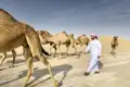 Während unserer zwölftägigen Studienreise durch den Oman haben Sie die Möglichkeit, arabische Kamele in freier Wildbahn zu sehen.