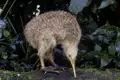 Der Kiwi ist der Nationalvogel Neuseelands. Die Bewohner identifizieren sich so sehr mit ihm, dass sie sich selbst als Kiwis bezeichnen.