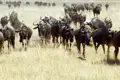 Nicht nur bei der Great Migration ziehen große Herden von Gnus durch die Serengeti. Bei unserer smart & small-Rundreise nach Tansania sehen wir garantiert eine große Anzahl dieser Tiere.