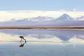 Die Atacama-Wüste: eine Mondlandschaft aus Sand und Salz! Vor uns flimmert wie eine Fata Morgana die Salzfläche des Salar de Atacama. Nur Flamingos setzen Farbtupfer ins blendende Weiß. - Nur eines der vielen Naturerlebnisse auf unserer 21-tägigen Studienreise durch Argentinien und Chile.