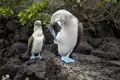 Die Flora und Fauna, die wir bei unserer Reise durch Ecuador auf den Galápagos-Inseln sehen, ist beeindruckend. Auch die Nistplätze von Blaufußtölpeln entdecken wir.