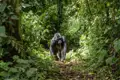 Ein Höhepunkt unserer Naturerlebnisreise nach Uganda - die Begegnung mit wild lebenden Gorillas im Regenwald!