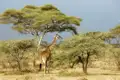 Wir nehmen uns Zeit  bei unserer Studienreise durch Kenia und Tansania für die unberührte Wildnis der Serengeti. Das Programm bestimmen die Tiere. In diesem Garten Eden erleben wir die Natur unverstellt, ungebändigt - und schutzbedürftig.