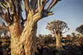 Auf Ihrer KLassik-Studienreise durch Namibia haben Sie immer wieder Zeit, innezuhalten und die Naturschönheiten Afrikas zu genießen. So wie hier die Köcherbäume, ein Naturwunder Namibias.