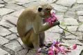 Nee, wat is dat lecker! Ein frecher Makake frisst eine Blüte, die von Pilgern als Opfergabe dargebracht wurde. Sri Lanka live auf unserer Studienreise durch das Land.