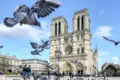 Kathedrale Notre-Dame in Paris mit Tauben auf dem Vorplatz