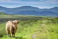 Auf unserer Rundreise durch Schottland für Singles und Alleinreisende fahren wir natürlich auch in die Highlands, wo die sympathischen Hochlandrinder zu sehen sind.
