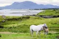 Auf unserer Singlereise durch Irland besuchen wir auch die paradiesische Region Connemara. Mit ein wenig Glück sehen wir eine Ponystute mit ihrem Fohlen für ein schönes Foto.
