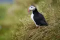 Die Pagateitaucher, auch Puffins genannt, gehören einfach zu Island. Am Kap Dyrholaey haben Sie gute Chancen, auf unserer Rundreise für Singles und Alleinreisende über die Inselm diese Vögel zu beobachten.
