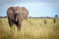 Ein Elefant in einem Nationalpark in Südafrika. Auf unserer zweiwöchigen Familien-Studienreise kommen wir der Tierwelt sehr nahe.