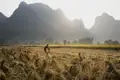 Reis- und Lotosfelder, Bambushaine, Höhlen, Dörfer und grün bewachsene Kegelkarstberge: Die Landschaft rund um Yangshuo, die wir bei unserer Studienreise nach China erleben,ist pure Magie.