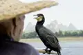 Fischer und Kormoran wetteifern um den Fisch - wir genießen auf unserer Studienreise durch China die fantastische Landschaft am Li-Fluss bei Yangshuo.