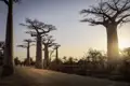 Ein berühmter Vertreter der einzigartigen Flora Madagaskars is der Baobab, den wir auf unserer 18-tägigen Rundreise ebenso bestaunen wie die vielfältige Fauna der Insel.