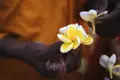 Vor allem zu rituellen Anlässen werden in Sri Lanka gerne Blumen dargebracht. Wir sehen es auf unserer Rundreise.