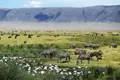 Während unserer smart & small-Reise nach Tansaia sehen wir im Ngorongoro-Kratergroße Herden von Zebras und Gnus friedlich  weiden.