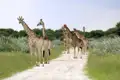 Begegnungen mit Giraffen und anderen wilden Tieren stehen bei unserer smart & small-Reise in Namibia fast täglich auf dem Programm.