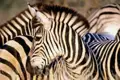Zebras sehen wir bei unserer Studiosus Rundreise durch den Süden Südafrikas in verschiedenen Nationalparks, u.a. im Addo-Elephant-Nationalpark und im Mountain-Zebra-Nationalpark.