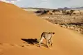 Auf unserer Studienreise durch Namibia begegnen wir der Tierwelt Namibias.