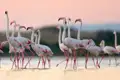 Auf Sardinien können wir während unserer Rundreise mit Glück in den Lagunen die grazilen Flamingos beobachten.