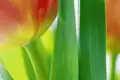 Wer nach Holland reist, kommt am Thema Tulpen nicht vorbei. Auch auf Ihrer Rundreise in kleiner Gruppe treffen Sie auf Märkten, Gemälden und Geschäften immer wieder auf die bunte Lieblingsblume vieler Menschen.