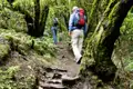 Mystische Atmosphäre: In kleiner Gruppe streifen wir mit Studiosus-Reiseleitung durch den dichten Lorbeerwald im Nationalpark Garajonay auf La Gomera.