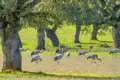 Kraniche und viele andere Zugvögel überwintern gern in der Extremadura. Die Kraniche nutzen die Steineichendehesas vor allem, um die nahrhaften Eicheln zu fressen.