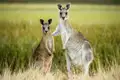 Auf unserer Studienreise Australien - Höhepunkte des Kontinents besuchen wir auch den You-Yang-Nationalpark. In freier Natur nähern wir uns dort mit einem einheimischen Ranger behutsam Koalas, Kängurus, Emus und anderen exotischen Bewohnern der australischen Tierwelt.