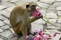 Nee, wat is dat lecker! Ein frecher Makake frisst eine Blüte, die von Pilgern als Opfergabe dargebracht wurde. Sri Lanka live auf unserer Familienreise Sri Lanka - Elefantenherden und Affenbanden.