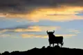 Mit Studiosus-Reiseleitung in elf Tagen auf klassischer Route zu den Kunstschätzen Andalusiens geht es auf unserer Klassik-Studienreise Andalusien - Morgenland und Abendland. Nationalsymbol in Spanien ist übrigens der Osborne-Stier, die Silhouette eines Stiers.