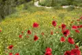 Wir sehen blühenden Klatschmohn und gelbe Wiesenblumen an einem Wanderweg in der Sierra de Grazalema. Wandern mit Studiosus in Andalusien – nah dran an der Natur.