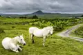 Aus der  rauen und wildromantischen Region Connemara stammen die bekannten Connemara-Ponys, die fast so groß wie ein Pferd sind und gerne als Reitponys genutzt werden. Die meisten Exemplare sind Greys.