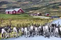 Diese Wanderreise entführt die Reisenden auf das norwegische Fjell, durch dessen karge Weiten auch jede Menge Rentiere ziehen
